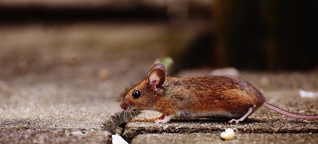 A mouse that is standing on the ground.